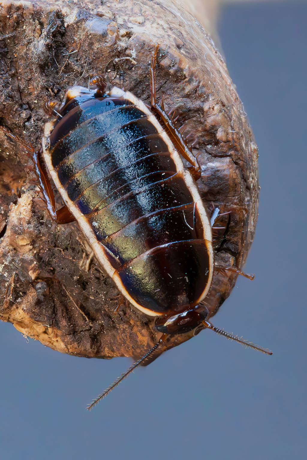 Blattellidae - Loboptera decipiens ?